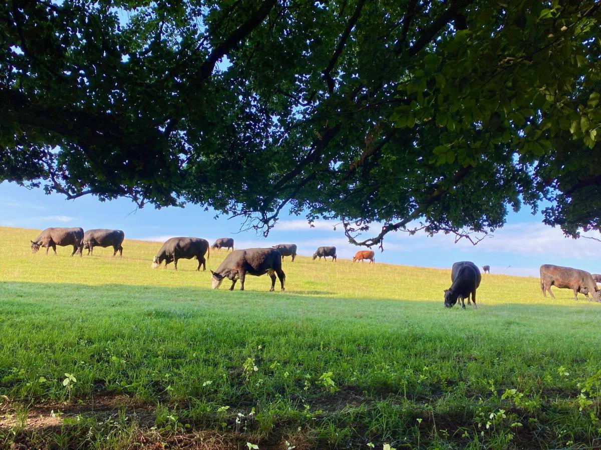 Haus Maria Isenburg - Naturpark Rhein-Westerwald Esterno foto